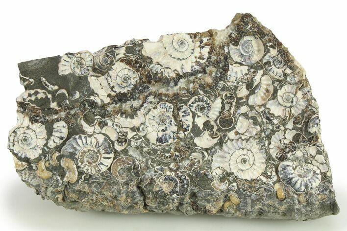 Ammonite (Promicroceras) Cluster - Marston Magna, England #281999